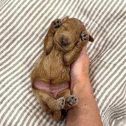 Girl 3250 - Apricot female Goldendoodle puppy in Mayfield, Utah from Ruff Country Doodles
