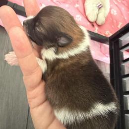 Tri-Color - Tri-colored male Pomeranian puppy in Cheektowaga, New York from Luxe Legacy Pomeranians