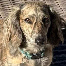 Pennylane - Dachshund