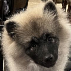 Frankie - Gray silver and black male Keeshond puppy in Rogers, Minnesota from Legacy Equestrian  & Keeshonden