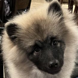 Frankie - Gray silver and black male Keeshond puppy in Rogers, Minnesota from Legacy Equestrian  & Keeshonden