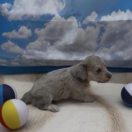Blue Based Cream Dapple Longhair Girl - Cream female Dachshund puppy in Killeen, Texas from Southern Dachshunds