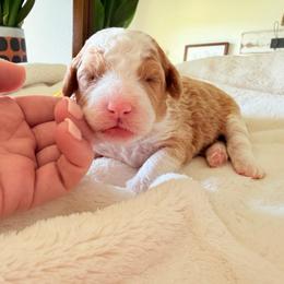 Yellow Girl - Brown and white female Bernedoodle puppy in Fort Gibson, Oklahoma from Waggle Doodles