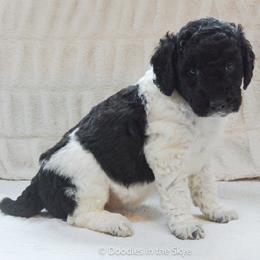 Olive - Parti female Goldendoodle puppy in Lancaster, Pennsylvania from Doodles in the Skye
