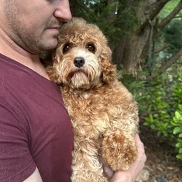 Muffin - Bernedoodle