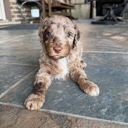 Woody - Merle male Goldendoodle puppy in Montgomery, Texas from Texas Bello Doodles