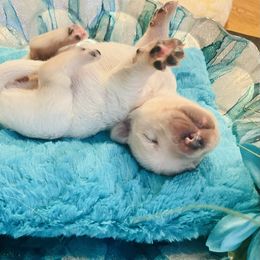 Golden Retriever Puppies from English Cream Goldens in Georgia