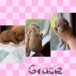 Gracie - Cream female Dachshund puppy in Brazil, Indiana from King Duke Dachshunds