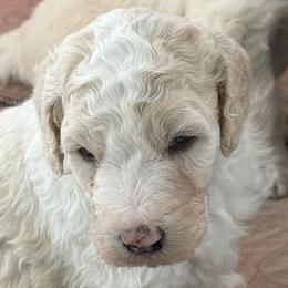 Cream girl - Cream female Goldendoodle puppy in Colchester, Connecticut from Top of the Hill Doodles
