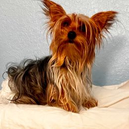 Lucie - Yorkshire Terrier