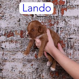 Lando - Red  male Goldendoodle puppy in Calhoun, Georgia from Happy Top Doodles