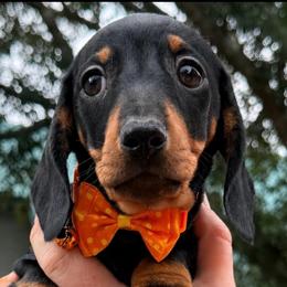 Orange collar boy - Black and tan male Dachshund puppy in Ocala, Florida from Dalmar Floridachs