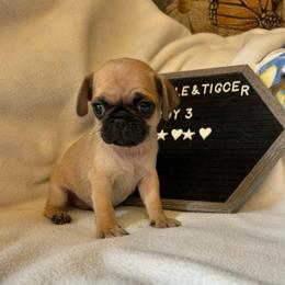 Boy 3 - Fawn male Pug puppy in Norborne, Missouri from Pug Palace