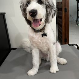 Aussiedoodle All Grown Up from Blu’s Aussiedoodles