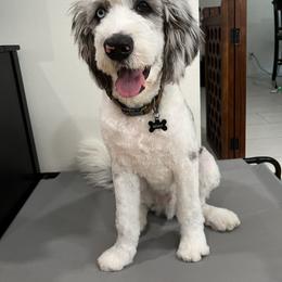 Aussiedoodle All Grown Up from Blu’s Aussiedoodles
