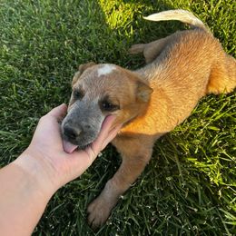 Journey - Red speckled male Australian Cattle Dog puppy in Mount Pleasant, Utah from Christensen Heelers and Labs