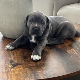 Girl 2 - Gray female Cane Corso puppy in Mansfield, Texas from Majestic Pride Cane Corso LLC