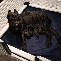 Gabriella von Copper Cottage - Black female Giant Schnauzer puppy in Helena, Alabama from The Copper Cottage Canines LLC