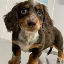 Dachshunds from Little River Dachshunds