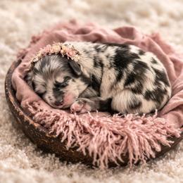 Mary - Blue merle female Australian Shepherd puppy in Nicholasville, Kentucky from Sugar Creek Aussies
