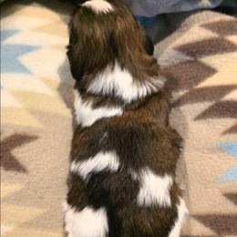 Huckleberry(Huck) - Red and white male Shih Tzu puppy in North Carolina from WillowCreek Mountain View Shih Tzu
