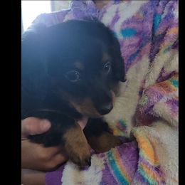 Ebony - Black and tan female Dachshund puppy in Moriarty, New Mexico from SW Doxie Hounds