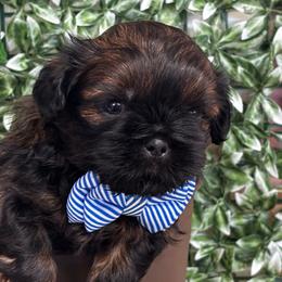 Winston - Black and tan male Shih Tzu puppy in Claremont, California from Lovable Shih Tzus