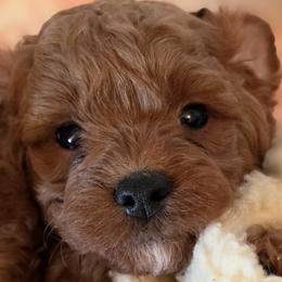 Ollie - Red male Cavapoo puppy in Marshfield, Missouri from Puppyloversplace