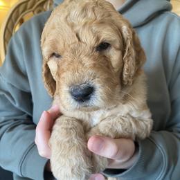 Goldendoodle Puppies from Lena’s “Baby Beans” and “Christmas Cookies”