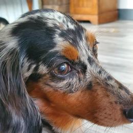 Freya - Dachshund