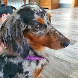 Freya - Dachshund