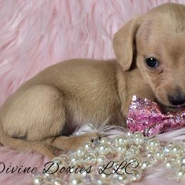 AKC Maple English Cream - Cream female Dachshund puppy in Kansas City, Missouri from Divine Doxies LLC