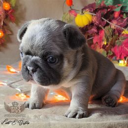 Inigo - Blue fawn male French Bulldog puppy in Delafield, Wisconsin from Bishop Bullyz