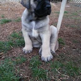 Mastiff Puppies from Hug-A-Mug Mastiffs