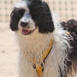 Portuguese Water Dogs from Seaworthy PWD
