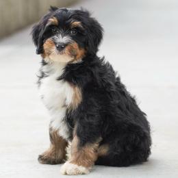 Fawn - Tri-color female Bernedoodle puppy in Dundee, Ohio from Down Home Doodle