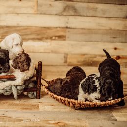 Goldendoodle Puppies from Lady Doodle Farm