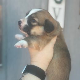 Woody - Sable and white male American Corgi puppy in East Oakdale, California from Rhettro Kennels