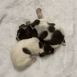 German Shorthaired Pointer puppies from Big Country Kennels