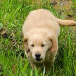 Goldendoodles from Michael Crutchfield's Goldendoodles