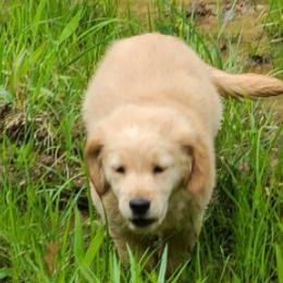 Goldendoodles from Michael Crutchfield's Goldendoodles