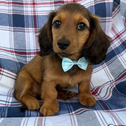 Gucci - Red male Dachshund puppy in Michigan from Hidden Haven Dachshunds