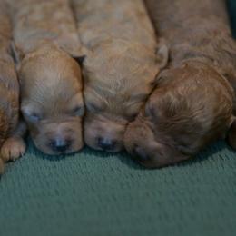 Diana - Red  female Poodle puppy in Bauxite, Arkansas from Mountain Ridge Poodles