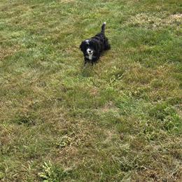 Winnie - Yellow - Black and white female Bernedoodle puppy in Carlisle, Iowa from Farnsworth Bernedoodles and King Munchkin Bernedoodles