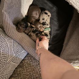 Dachshund Puppies from Dreamy dachshunds