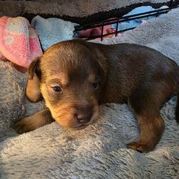 Jasper - Liver male Miniature Schnauzer puppy in Fredericksburg, Virginia from Liver Legends