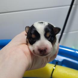 Artemis - Blue female Australian Cattle Dog puppy in Colbert, Oklahoma from LoveAHeeler