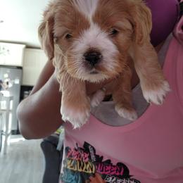Cavalier King Charles Spaniel and Shih Tzu Puppies from Nashell Lynem