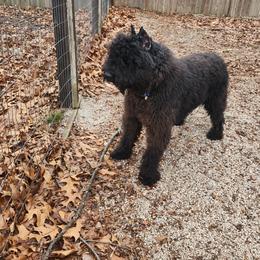 Magneto - Bouvier des Flandres