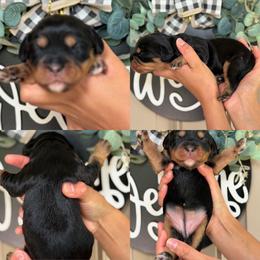Duckey girl - Black and tan female Assorted Doodle Crosses puppy in Yuciapa, California from AlltheDoodlez_